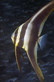 Juvenile Blunthead Batfish (Platax teira), Secret Bay dive site, Gilimanuk, Jembrana Regency, Bali, Indonesia
