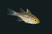 Frostfin Cardinalfish (Ostorhinchus hoevenii), Secret Bay dive site, Gilimanuk, Jembrana Regency, Bali, Indonesia