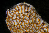 Tunicates (Botryllus sp), Secret Bay dive site, Gilimanuk, Jembrana Regency, Bali, Indonesia