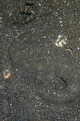 Marine File Snake (Acrochordus granulatus) buried in sand as nocturnal, non-venomous piscivore that kills by constriction, Secret Bay dive site, Gilimanuk, Jembrana Regency, Bali, Indonesia