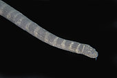 Marine File Snake (Acrochordus granulatus), nocturnal, non-venomous piscivore that kills by constriction, Secret Bay dive site, Gilimanuk, Jembrana Regency, Bali, Indonesia