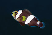 Saddleback Anemonefish (Amphiprion polymnus), Puri Jati dive site, Seririt, Buleleng Regency, Bali, Indonesia