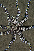 Mimic Octopus (Thaumoctopus mimicus) with tentacles extended on sand, Puri Jati dive site, Seririt, Buleleng Regency, Bali, Indonesia