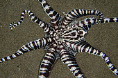 Mimic Octopus (Thaumoctopus mimicus) with tentacles extended on sand, Puri Jati dive site, Seririt, Buleleng Regency, Bali, Indonesia