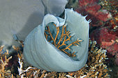 Briar Coral (Anacropora sp) growing inside Sponge (Porifera Phylum), Napolean Reef dive site, Pemuteran, Buleleng Regency, Bali, Indonesia