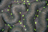 Hard Coral (Lobophyllia sp) with polyps, Napolean Reef dive site, Pemuteran, Buleleng Regency, Bali, Indonesia