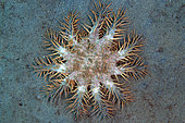 Etoile de mer épineuse (Acanthaster planci), prédateur de coraux scléractiniaires, site de plongée de la jetée, Pemuteran, Buleleng Regency, Bali, Indonésie.