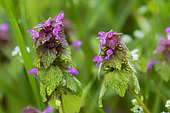 Red Dead-nettle (Lamium purpureum) In bloom in spring in a forest path, Belleville communal forest, Lorraine, France