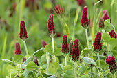 Red clover (Trifolium rubens) Group in bloom in springtime at the edge of a path, Belleville area, Lorraine, France