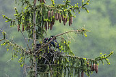 Carrion crow (Corvus corone corone) nesting in a spruce tree, Lorraine, France
