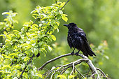Carrion crow (Corvus corone corone) on a branch, Lorraine, France