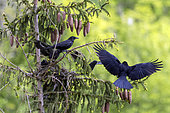 Carrion crow (Corvus corone corone) nesting in a spruce tree, Lorraine, France