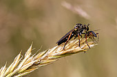 Predation of a Robberfly (Machimus sp) on the tip of a grass in spring in the maquis, Massif des Maures, near Hyères, Var, France