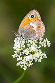 Small Heath (Coenonympha pamphilus) Posed with closed wings on an umbelliferae in spring, Plaine des Maures, Environs des Mayons, Var, France