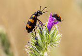 Blister beetle (Mylabris variabilis) posed on Vipersbugloss (Echium sp) in spring, Plaine des Maures, Environs des Mayons, Var, France