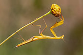 Praying mantis (Mantis religiosa) Yellow male on a stem in late spring, Plaine des Maures, Environs des Mayons, Var, France