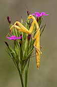 Praying mantis (Mantis religiosa) Yellow male on a carnation stem in late spring, Plaine des Maures, Environs des Mayons, Var, France