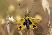 Butterfly-lion (Libelloides longicornis) with open wings resting on a dry stem in spring, Massif des Maures, near Hyères, Var, France