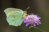 Cleopatra (Gonepteryx cleopatra) Posed with closed wings on a scabious flower in spring, Plaine des Maures, Environs des Mayons, Var, France