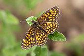 Heath Fritillary (Melitaea athalia) posed on a leaf in late spring, Plaine des Maures, Environs des Mayons, Var, France