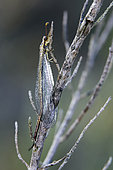 Antlion posed on a dry stem in late spring, Plaine des Maures, Environs des Mayons, Var, France