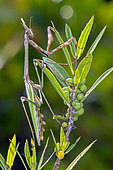 Conehead Mantis (Empusa pennata) Female on a mastic stem in late spring, Plaine des Maures, Environs des Mayons, Var, France