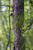 Black woodpecker (Dryocopus martius) on a trunk, Lorraine, France