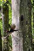 Black woodpecker (Dryocopus martius) in flight from its lodge in a beech tree in spring, Belleville communal forest, Lorraine, France