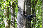Black woodpecker (Dryocopus martius) in flight arriving at its lodge in a beech tree in spring, Belleville communal forest, Lorraine, France