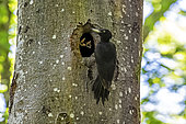 Black woodpecker (Dryocopus martius) feeding at its lodge in a beech tree in spring, Belleville communal forest, Lorraine, France
