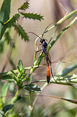 Ammophila wasp (Ammophila sp) posed in the vegetation on the side of a forest road in spring, Massif des Maures, around Belgentier, Var, France