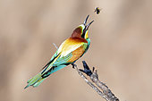 European Bee-eater (Merops apiaster) returning its prey: a bumblebee, after having knocked it down on the branch where it is sitting in spring, Vieux salins de Hyères, Var, France