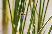 Eurasian red dragonfly (Sympetrum depressiusculum) Male sitting in the reeds in spring in a pond in a forest near Pierrefeu, Var, France