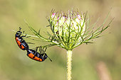 Mylabre à quatre points (Mylabris quadripunctata) Accouplement posé sur une ombellifère au début de l'été, Colline boisée des environs de Hyères, Var, France