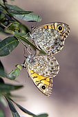 Mégère (Lasiommata megera), accouplement posée à l’extrémité d'un rameau au début de l'été, Colline des environs de Hyères, Var, France