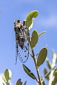 Grey cicada (Cicada orni) posed at the end of a branch in early summer, Hill near Hyères, Var, France