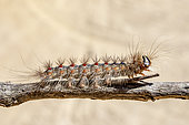 Asian gypsy Moth (Lymantria dispar) caterpillar moving on a branch in summer, Massif des Maures, near Hyères, Var, France