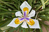 Japanese wild iris to be determined, detail of a flower in summer, public garden of the Villa Noailles in Hyères, Var, France
