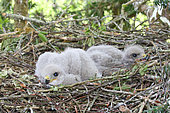 Common Buzzard (Buteo buteo) chicks about one week old in nest, Finistère, France