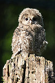 Tawny Owl (Strix aluco) Young bird about 5 weeks old on a stump, France