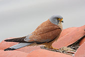 Lesser Kestrel (Falco naumanni) adult male near his nest under the tiles, Sud France