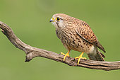 Kestrel (Falco tinnunculus) adult female on a branch, observing, Finistère, France