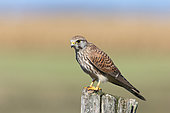 Kestrel (Falco tinnunculus) adult female resting on an observation post, Finistère, France