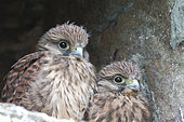 Kestrel (Falco tinnunculus) chicks about 4 weeks old at the entrance of the nest observing, Finistère, France