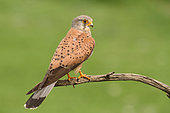 Kestrel (Falco tinnunculus) adult male on a branch, observing, Finistère, France