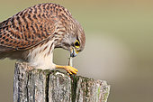 Kestrel (Falco tinnunculus) adult female devouring a praying mantis on a stake, Finistère, France