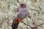 Red-footed Falcon (Falco vespertinus) male on a branch of a Silverberry tree (Eleagnus sp) watching in its territory for prey, Hungary