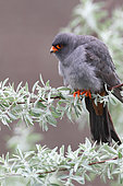 Red-footed Falcon (Falco vespertinus) male on a branch of a Silverberry tree (Eleagnus sp) watching in its territory for prey, Hungary