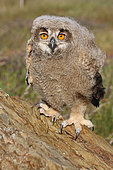 Eagle Owl (Bubo bubo) chick about 5 weeks old watching, Spain