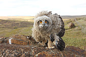Eagle Owl (Bubo bubo) 5 week old chick in defensive posture in the evening, Spain
